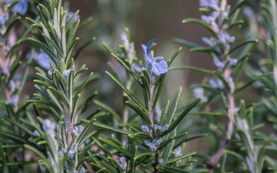 Welke ingrediënten zitten in onze bars? Een volledig overzicht