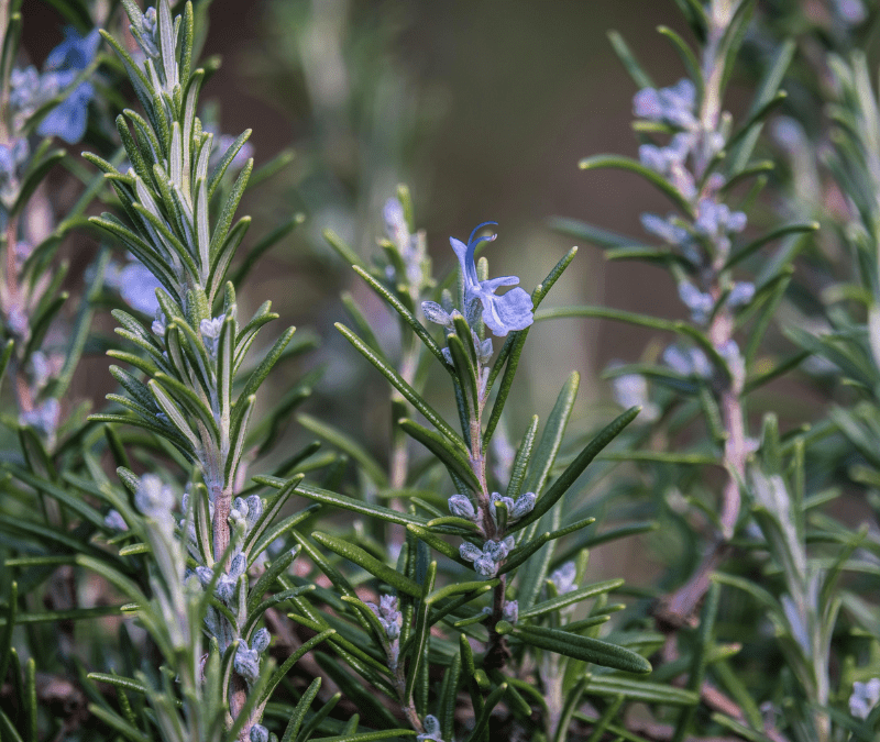 Welke ingrediënten zitten in onze bars? Een volledig overzicht