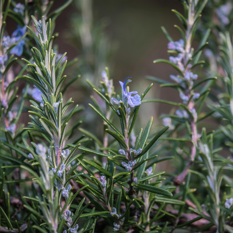 Rozemarijn Verse takjes rozemarijn, een natuurlijk ingrediënt in shampoo bars, bekend om zijn stimulerende werking op de hoofdhuid en zijn frisse, kruidige geur.